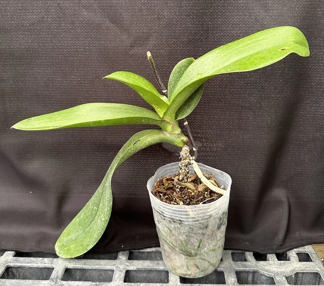 Phal.  **Bs** Phalaenopsis Orchid Plant.
