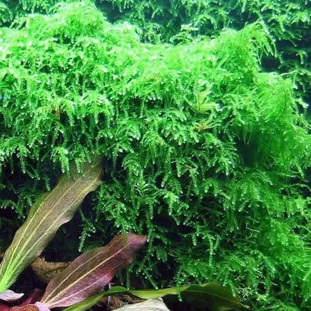 Weeping moss Live Aquarium Plants for Shrimp Fish Nano Tank Terrarium