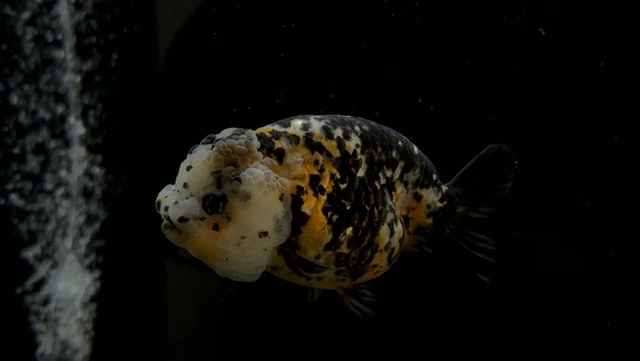 Live Fancy Goldfish Calico Ranchu
