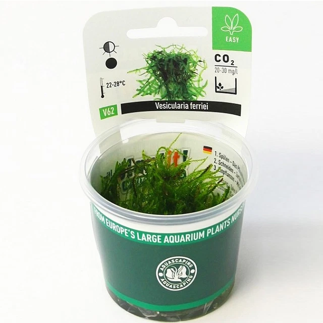 Vesicularia Ferriei - Weeping Moos- In-Vitro