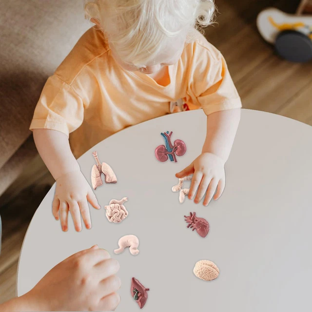 HUMAN BODY PARTS Toy Teaching Material Simulation Body Parts Organs for
