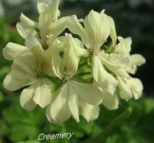 Geranio pelargonio "Creamery" planta joven amarillo crema pelargonium con flores