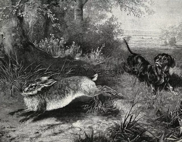 Dog Dachshund Teckel Dackel, Hunting Pursuing Rabbit Hare, 1880s Antique Print 2