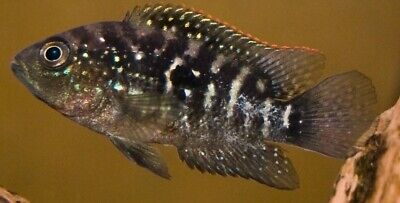 Jack Dempsey Cichlid - 1.5" Juvenile ✅️ Very Hearty And Healthy  Fish 🐟
