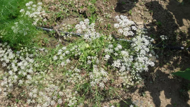 250 Semillas de Anis (Pimpinella Anisum) seeds, llavors