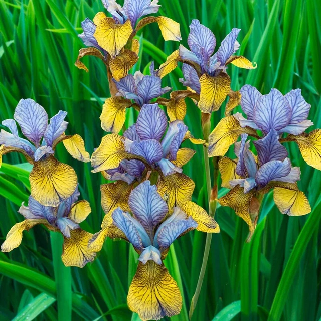 So Van Gogh Siberian Iris Root, Bulb