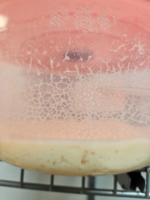 microworm culture