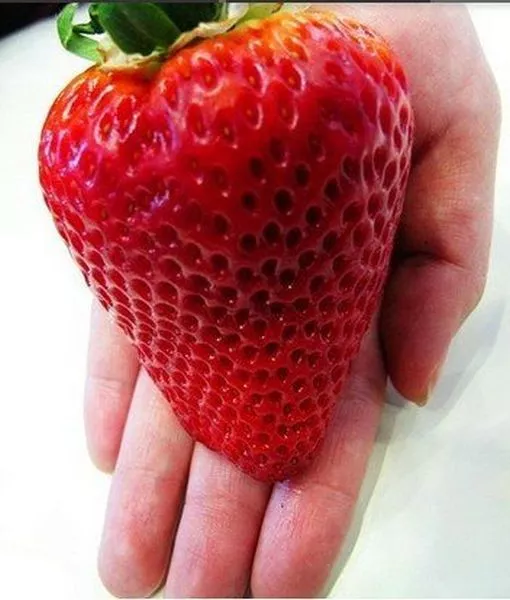 Riesen Erdbeere ca 25 Samen -Größte Erdbeere der Welt- Erdbeersamen