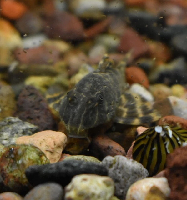 Live Candy Stripe Pleco L015 (1.5" Tropical Aquarium Fish) *PLS READ DESCR* 7