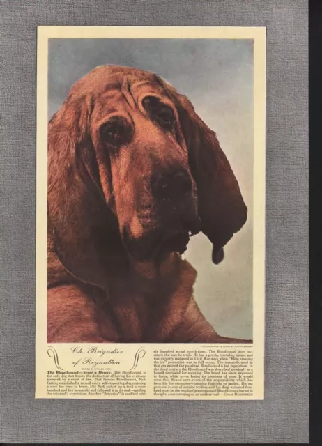 1941 Bloodhound Breed Dog Pedigree Scent Sport Hunt Raccoon Tree Print 18817
