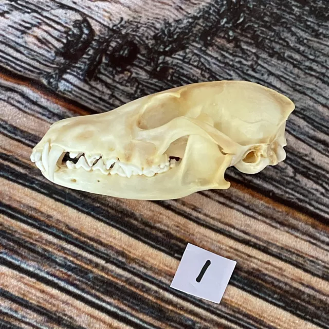 Real Red Fox Unique Animal Mount Halloween Skull Art Craft Mountain Man Canine