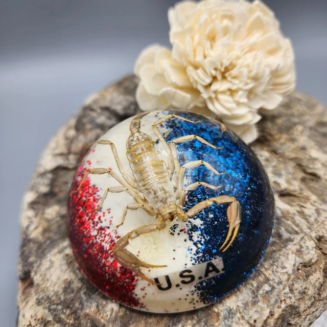 Scorpion Taxidermy Paperweight 2.5" Goth Cmas Red W Blue USA Glitter Creepy v8
