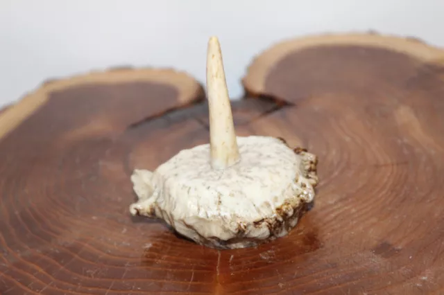 Custom Made  Moose Burr Turkey Wing Bone or Trumpet Call Display Stand