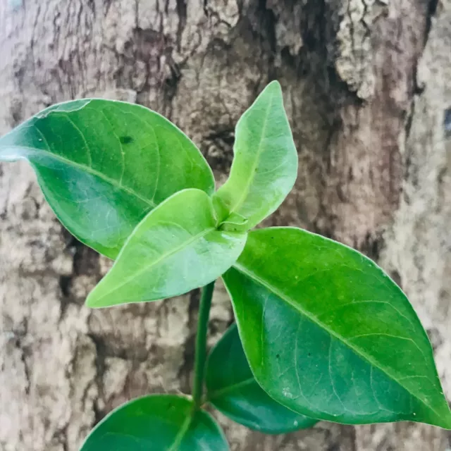 Psychotria Sarmentosa Gonika Gonuke Dried Leaves Organic Rare HerbTea 100 Leaves