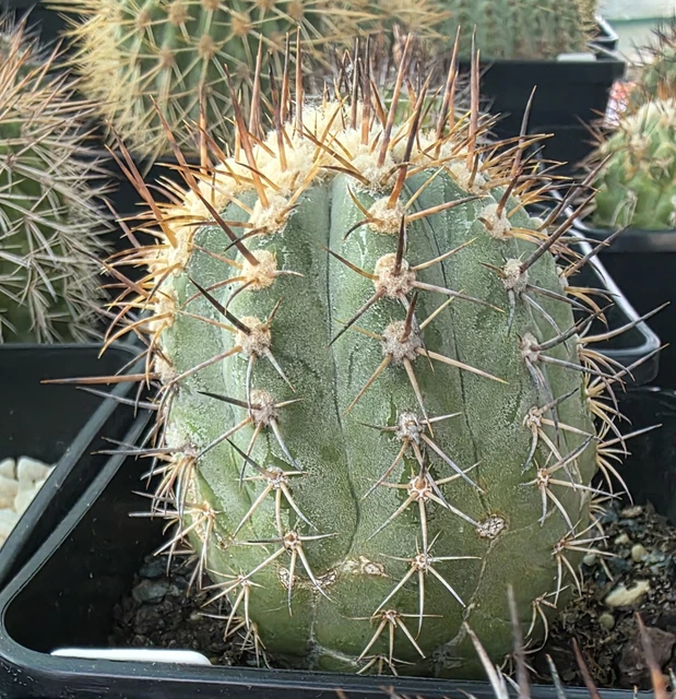 copiapoa - flower season vinyl 15cm（Copiapoa dura #84.8105 - Mesa 