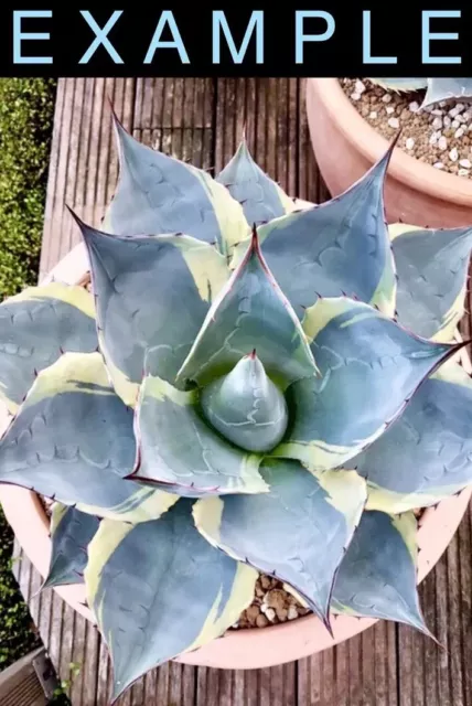 Agave ovatisana 'Sea star' アガベ オバティサナ シースター Agave ovatisana 'Sea star' アガベ オバティサナ シースター