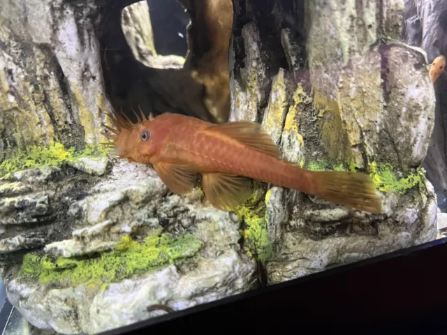 SUPER RED Bristlenose Pleco Plecostomus 1 inch (3 Pack) - Live Fish 2