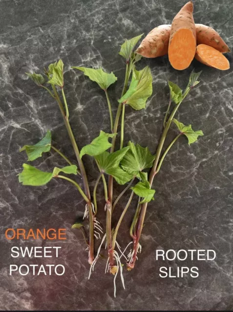 4x ORGANIC Orange Sweet Potato Slips Well Rooted GARNET Variety Seedlings Plants