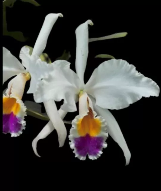 Species Orchid - Cattleya gaskelliana Semi Alba, NFS