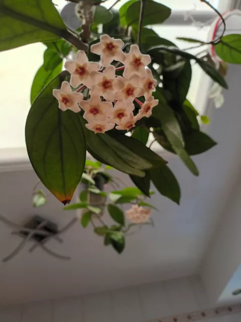 Hoya carnosa  mit 1  Blütenansatz