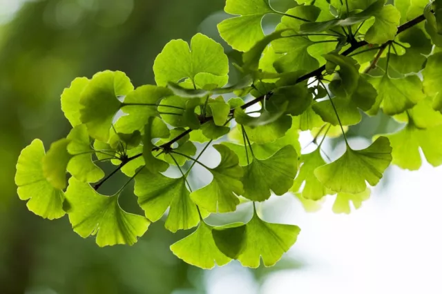 Ginkgo Tree - Ginkgo biloba - 5+ seeds - Heirloom! W 042