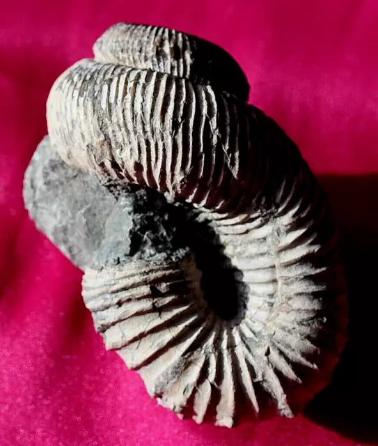 jolie AMMONITE DÉROULÉE nostoceras  Madagascar BT2C1 3