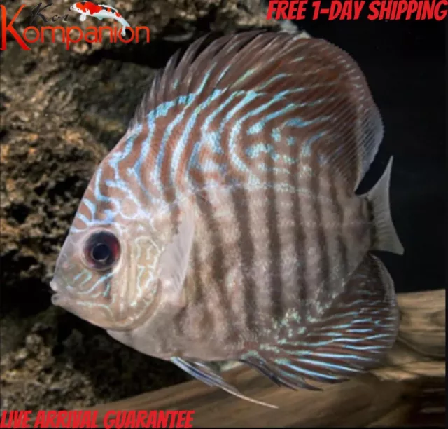 1/2/3X Blue Snakeskin Discus  Fish M/S 3-4" Koi Kompanion Free 1 Day Shipping
