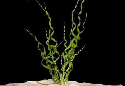 Vesuvius Sword, Echinodorus Angustifolia, Helanthium bolivianum bare root freshw