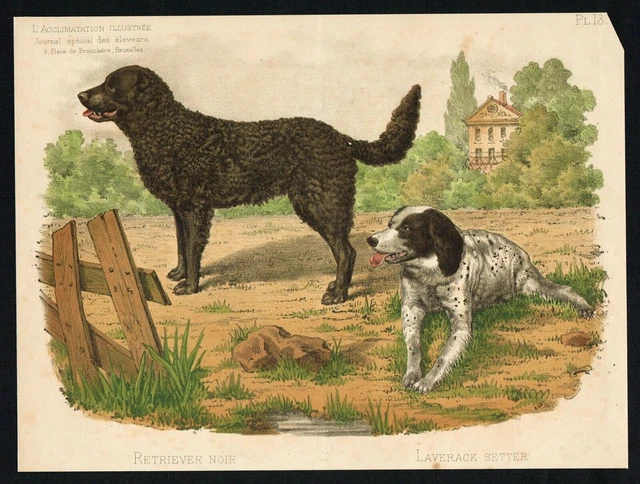 Black shop setter retriever