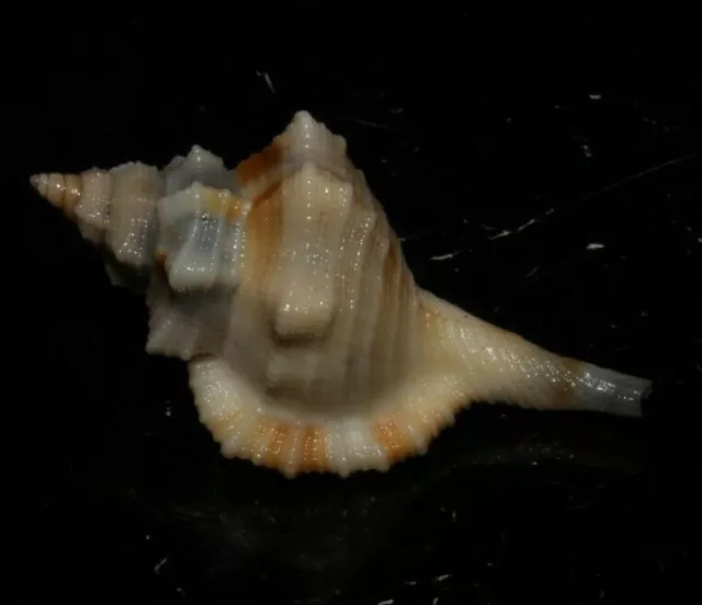 Seashells Cymatium comptum DWARF TRITON 31mm F+++/GEM Superb Marine Specimen