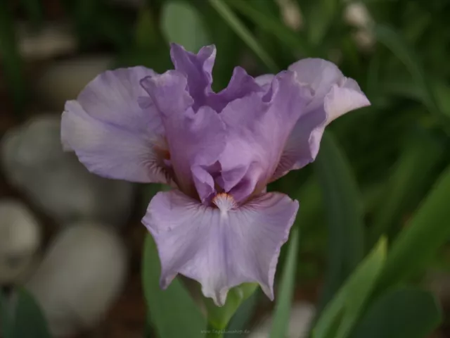 "Giglio spada / iris ""Elveen"