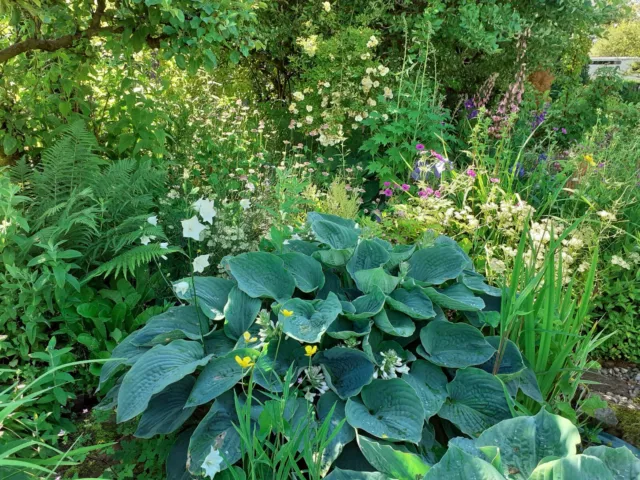 2× Hosta Sieboldiana Giant Blue Hosta + 1Hosta "Devon Green" Free Mature Plants