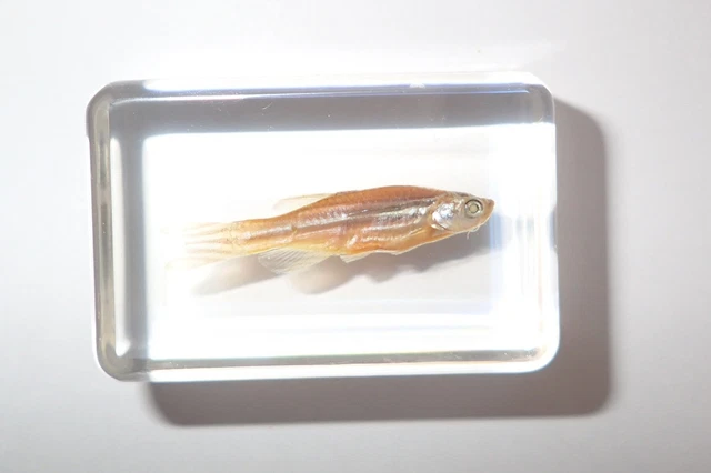 Zebra Fish Danio rerio Clear Education Specimen