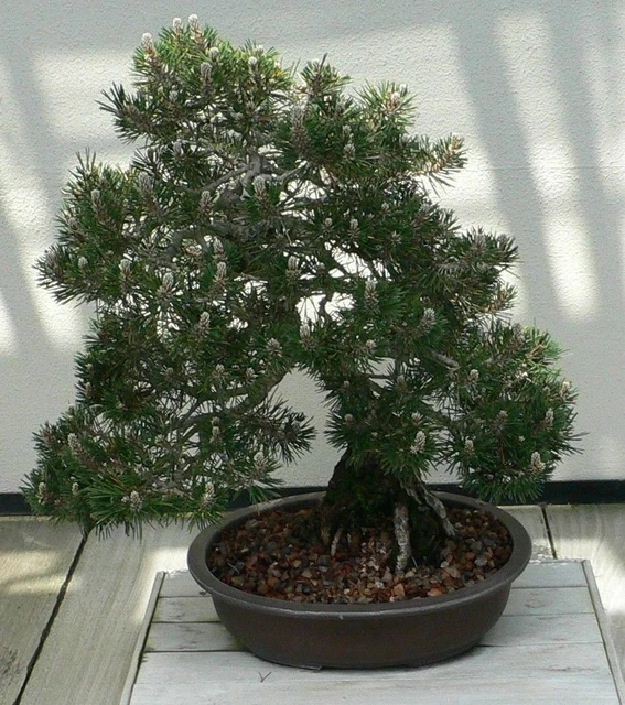 SAMEN Bonsai Miniaturbaum Chinesische-Kiefer Pinus Nadelbaum Gartenbaum Winterha 334194412150