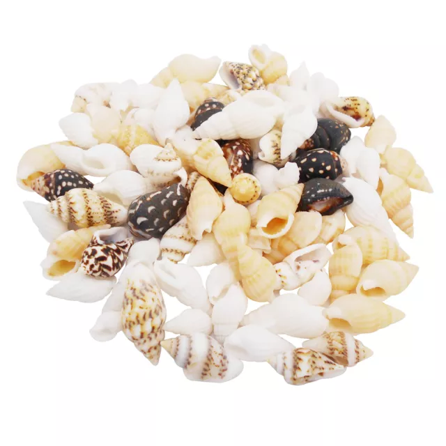 50 Mix Natural Shells 1 - 2.5 cm Tiny Conch Seashells For Crafts Jewellery DIY