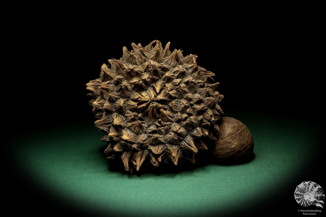 Phytelephas macrocarpa Sudamérica palma reciente frutos secos fruta seca decoración