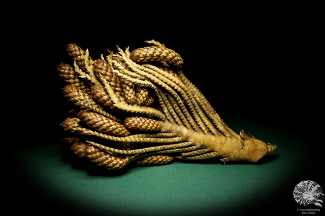Raphia farinifera tropical centroáfrica palmera reciente frutos secos especie
