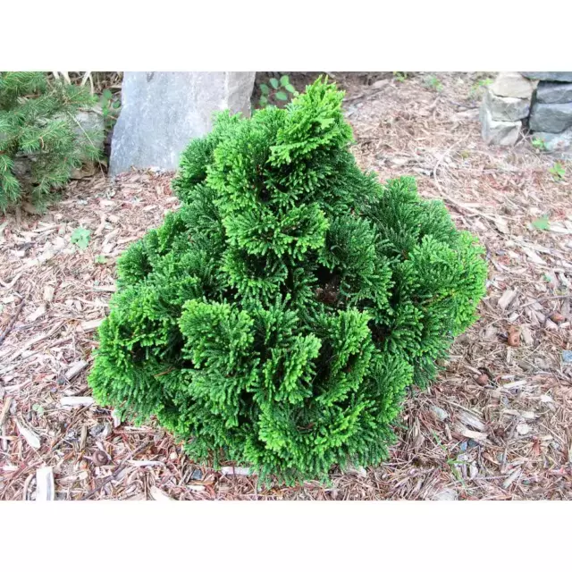 1 Gal. Dwarf Hinoki Cypress Shrub with Deep Green Coniferous Evergreen Foliage 3