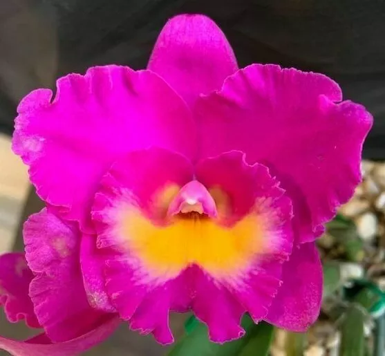 RON Orchid Cattleya Rlc. Dal's Ambition 'Tara' x C. Aloha Case 50mm HYBRID