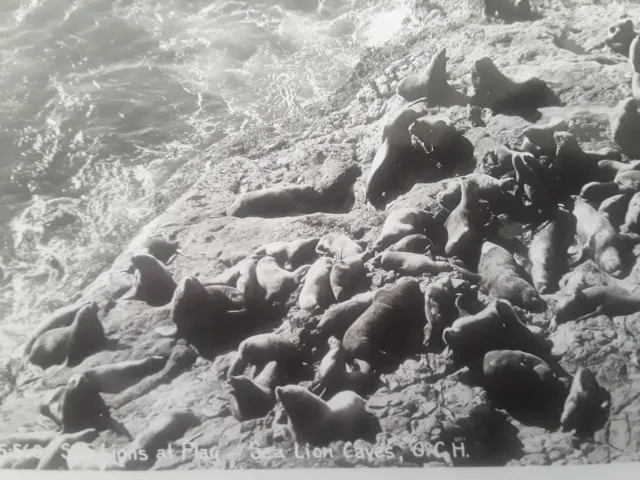 RPPC Sea Lions at Play, Sea Lion Caves, OCH, Oregon Real Photo Postcard ca 1930s