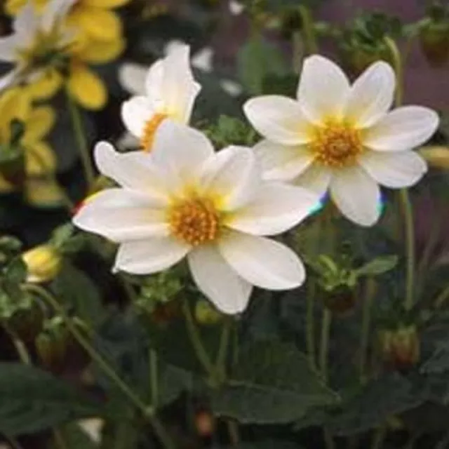 Dahlia- Variabilis- Mignon White- 25 seeds