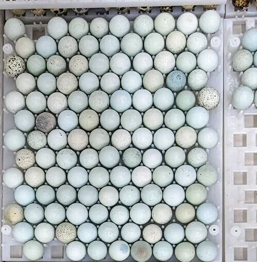 12+ CELADON COTURNIX Quail hatching eggs 20.00 PicClick