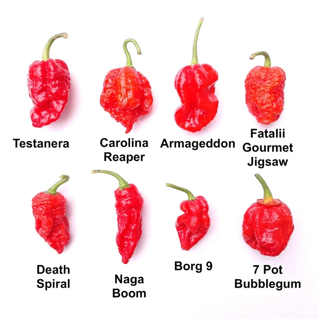 Worlds HOTTEST Chilli - 8 Varieties 24 Seeds Armageddon + Superhot Chilli Seeds