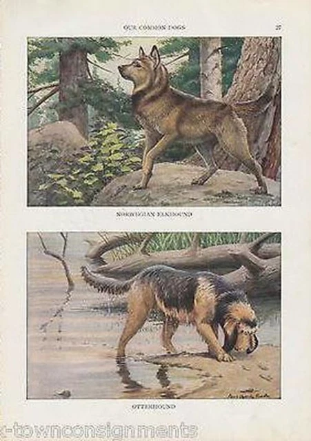 Norwegian Elkhound & Otterhound Vintage Louis Agassiz Graphic Dog Art Print