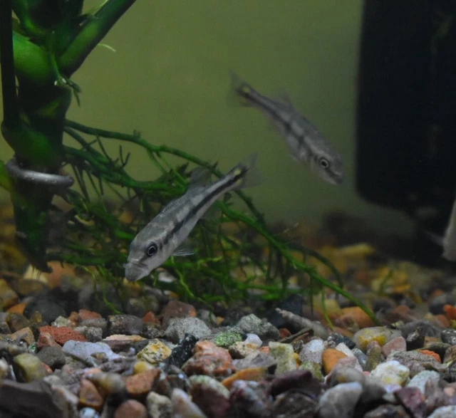 Live Kelberi Spider Peacock Bass Cichlid (2" Young Aquarium Fish) PLS READ DESCR 3