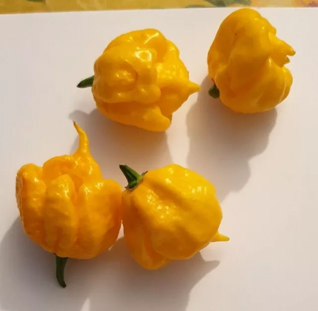 Semi Peperoncino Carolina Reaper piu Piccante al mondo 3