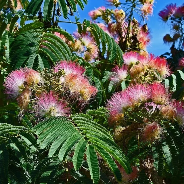 Mimosa-Silk Tree 5 Cuttings.