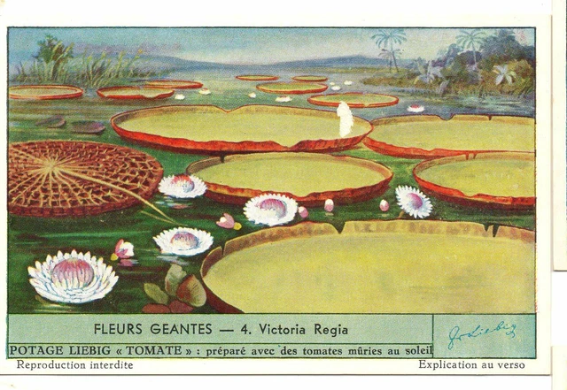 S1625- CHROMO LIEBIG - 1955 -  PLANTES GRASSES  : 4. CRASSULA FALCATA