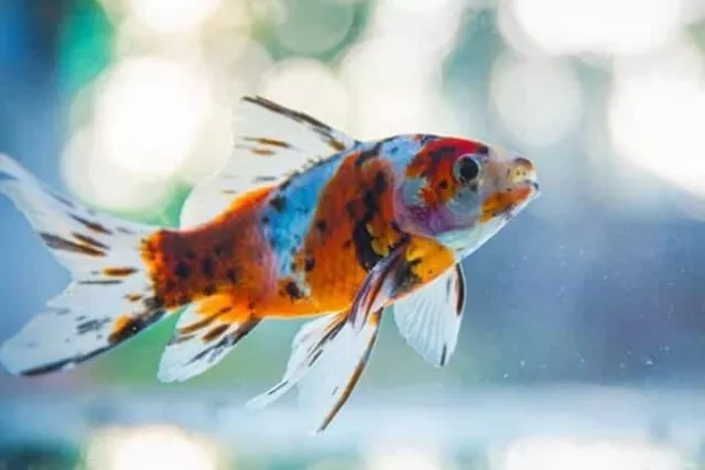 1 Live Juvenile Calico Shubunkin Fancy Goldfish Premium Freshwater Pond Fish A++