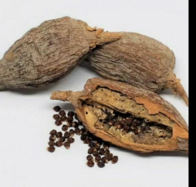 10 PODS OF Alligator Pepper From Nigeria 14 50 PicClick UK 10-pods-of-alligator-pepper-from-nigeria-14-50-picclick-uk